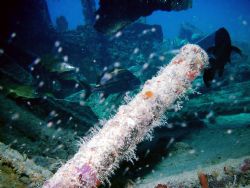 Jellywrasse/ auto sealifedc310 w/strobe. by Frank Catrini 